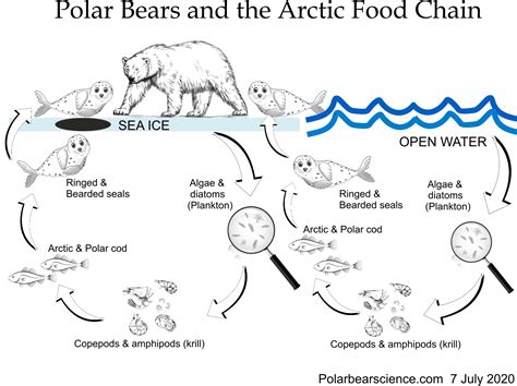 Polar Bears Food