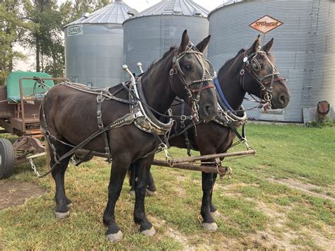 Holland Creek Farms King and Holland Creek Farms Beck - 4 year old ...