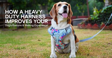 How a Heavy-Duty Harness Improves Your Dog’s Posture and Walking Exper ...