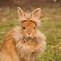 Image result for Baby Rabbit Lionhead Bunnies
