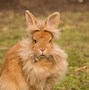 Image result for Lion Head Bunny Rabbit