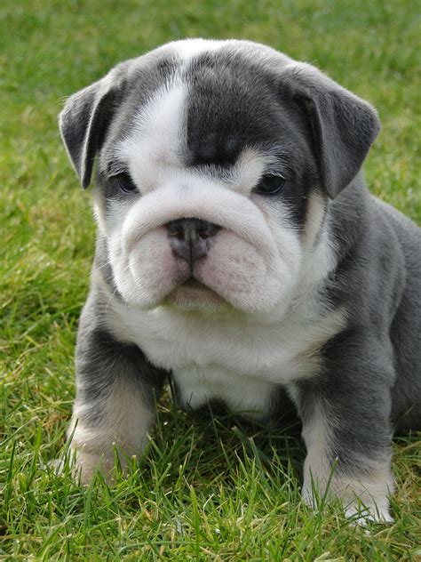 grey and white english bulldog