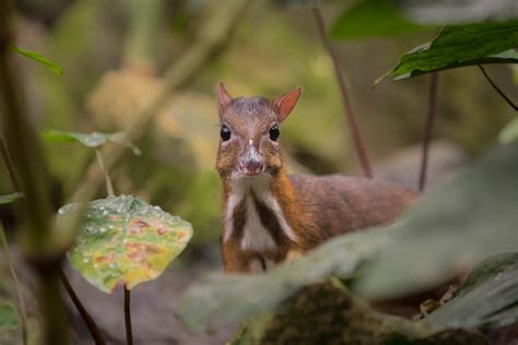 Java Animals 的图像结果