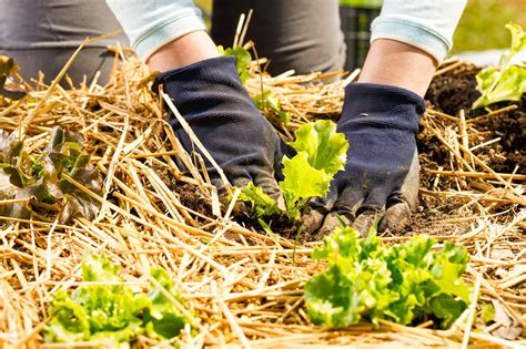 Should I Use Straw When Planting Grass Seed | Storables