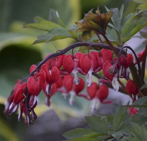 Black Bleeding Heart Flower