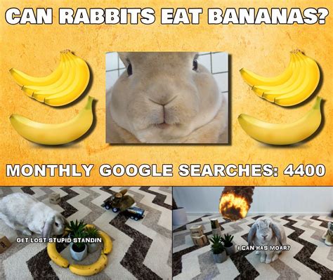 Is It Ok To Give Rabbits Bananas at Alyssa Camm blog