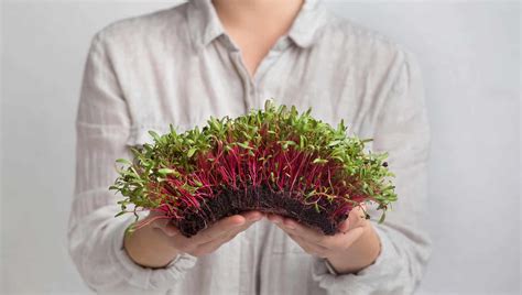 How To Grow Microgreens at Home: 10 Steps To Success