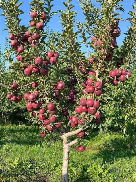 Apple tree live plant | Live plant for apple tree (Pack of 1 Big fruit ...