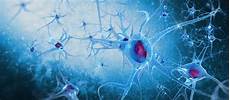 casi clinici neurologia policlinico veterinario roma sud corso base di neurologia casi clinici neurologia policlinico veterinario roma sud corso base di neurologia