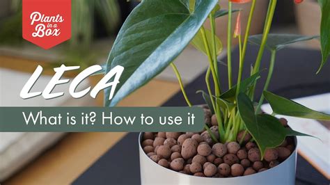 How to Use Leca 的图像结果