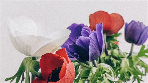 Wallpaper poppies, flowers, petals, bouquet, colorful hd, picture, image