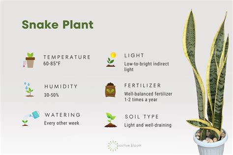 The Best Snake Plant Care Tips + How To Solve Their Issues