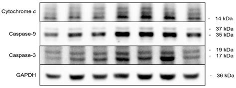 Antifungal Activity of Cedrol from Cunninghamia lanceolate var ...