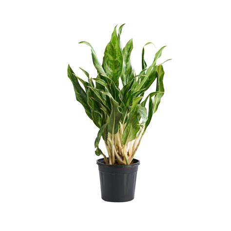 Aglaonema Cutlas – My Store