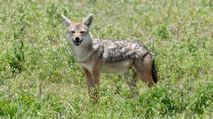 Jackal wallpapers hd, desktop backgrounds, images and pictures