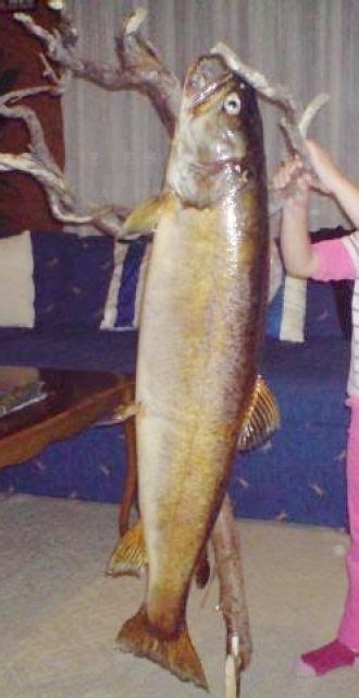 Fische Kleinanzeigen | Fische Annoncen | Fische Inserate | Fische ...