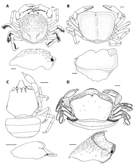 A Review of the Ecomorphology of Pinnotherine Pea Crabs (Brachyura ...