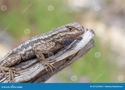 Western Fence Lizard Sceloporus Occidentalis Longipes Stock Photo - Image of close, male: 261232984