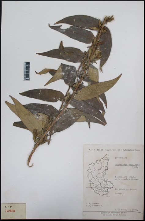Herbarium JCB