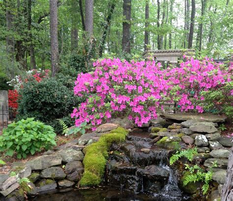 How to grow Azaleas in Arkansas - Good Earth Garden Center