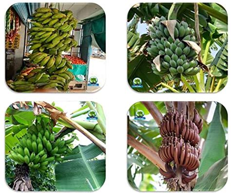Buy CooPany® Best Collection of 4 Varieties Banana Plants Red Banana ...