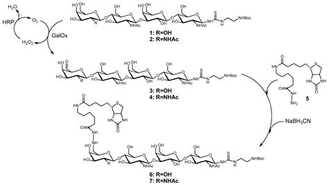 Biotinylated N-Acetyllactosamine- and N,N-Diacetyllactosamine-Based ...