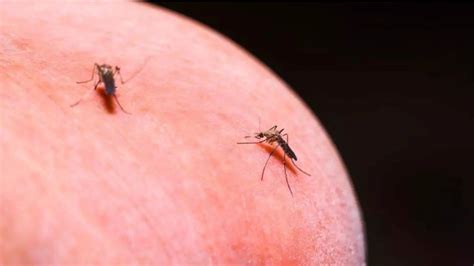 New drugs eliminate malaria in mosquitoes: Harvard team develops ...