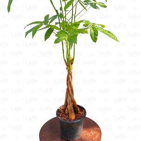 Pachira Aquatica | Money Tree - Plant – Lalit Enterprise