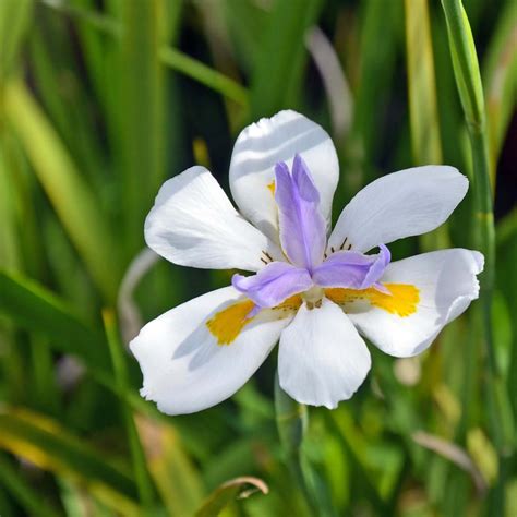 Fortnight Lily (Dietes vegeta) | Dietes, Shade garden, Shade trees