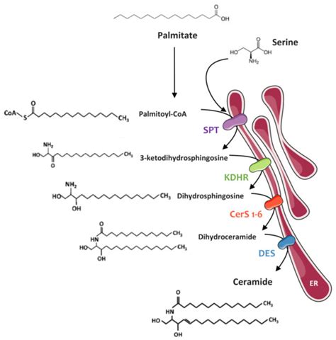 Sphingolipid Metabolism: New Insight into Ceramide-Induced Lipotoxicity ...