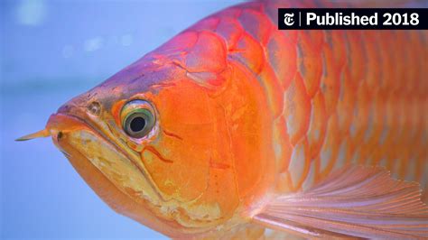 Arowana Fish Price List