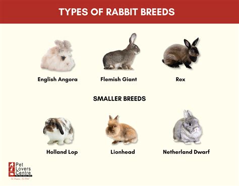 Breeds Of Large Rabbits