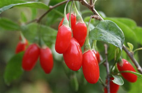 Temperate Climate Permaculture: Permaculture Plants: Goji Berry (Wolfberry)