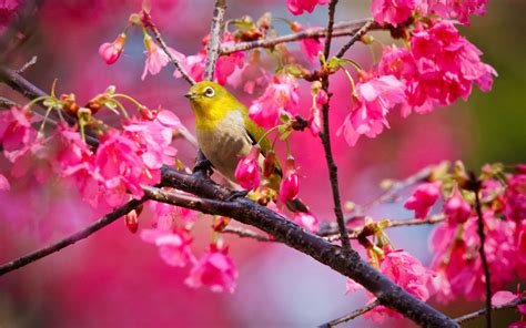 Spring Birds Desktop 的图像结果
