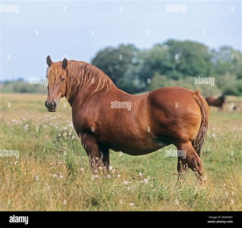 Suffolk punch horse hi-res stock photography and images - Alamy