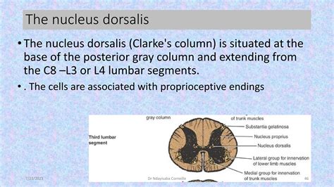The Anatomy and physiology of Spinal cord | PDF