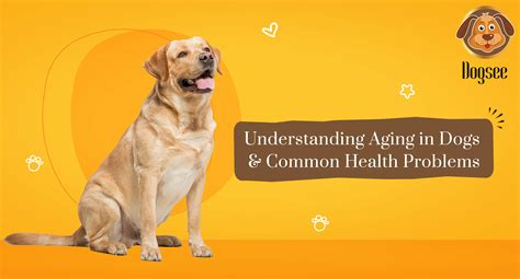 Understanding Aging in Dogs & Common Health Problems | Dogsee