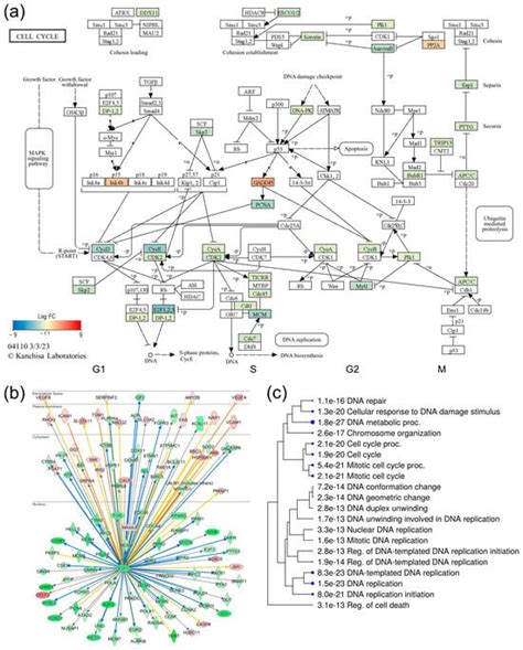 Role of Neurocellular Endoplasmic Reticulum Stress Response in ...