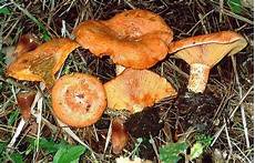 funghi chiodini come si cucinano i rositi i funghi pi 249 diffusi dell altopiano silano funghi chiodini come si cucinano i rositi i funghi pi 249 diffusi dell altopiano silano