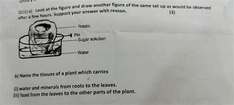 Q10 Draw the diagram of human excretory system and write the functions ...