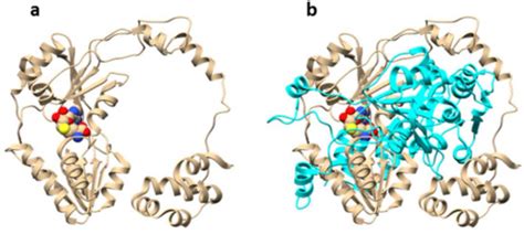 Recent Advances in the Discovery and Biosynthetic Study of Eukaryotic ...
