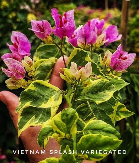 Violet September/Vietnam Splash verigated (GRAFTED) - Go Green