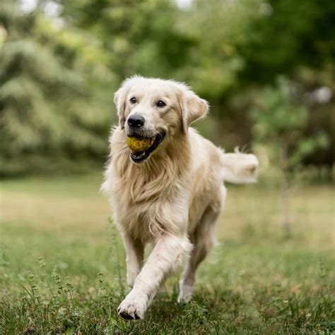 Common Health Issues in Golden Breeds FAQs - PUPJoy