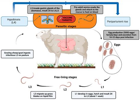 Haemonchosis in Sheep and Goats, Control Strategies and Development of Vaccines against ...