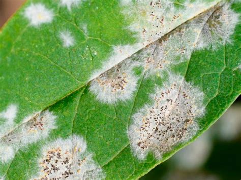 Image result for Fruit Tree Problems