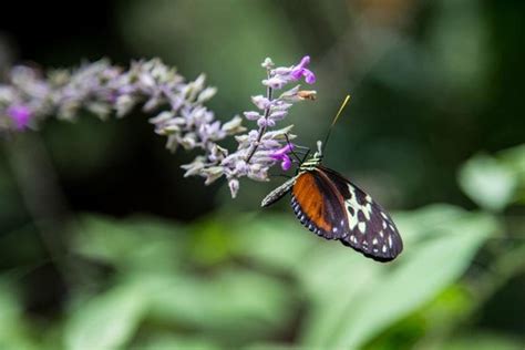 The best butterfly ranch in Belize. - Reviews, Photos - Green Hills ...
