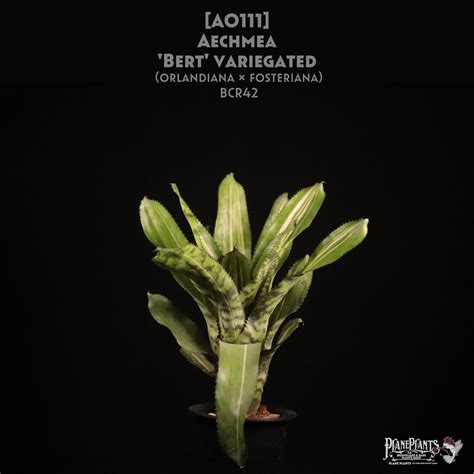 【送料無料】Aechmea 'Bert' variegated〔エクメア〕現品発送A0111 | plane plants