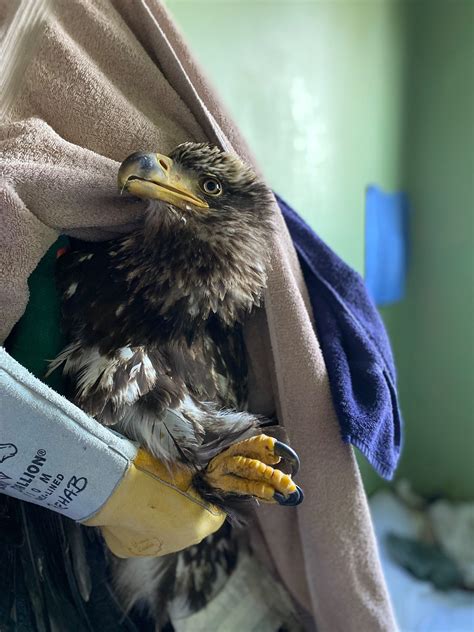 Wildlife Rehabilitation - Chintimini Wildlife Center