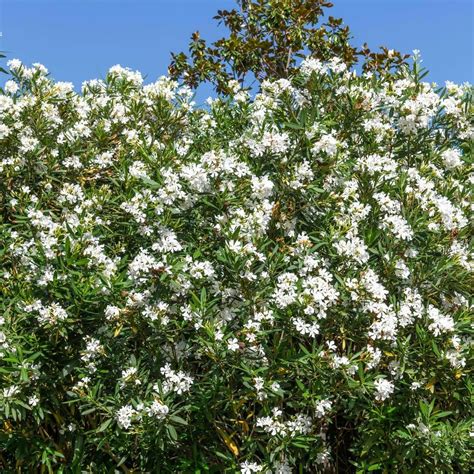 White Oleander Plant