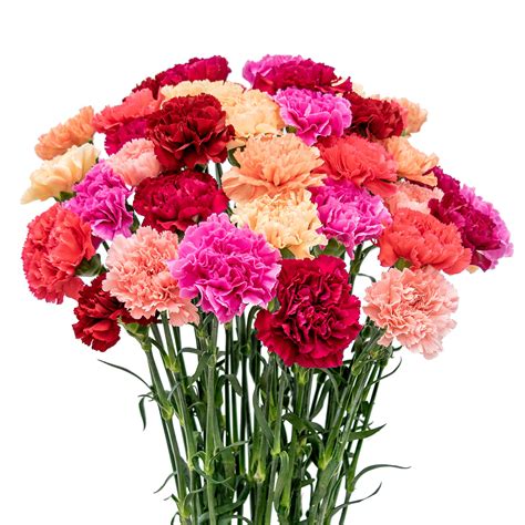 Mothers Day Carnation Bouquet